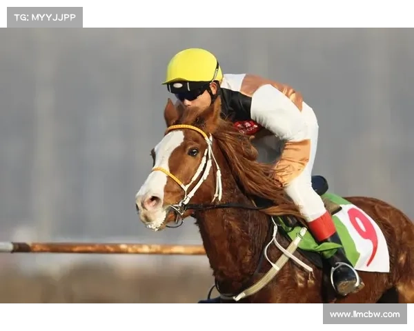 2015骑盟网赛事(2015骑士)